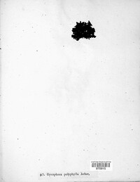 Umbilicaria polyphylla image
